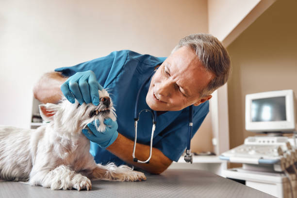 Best 24-Hour Emergency Dentist in Longboat Key, FL